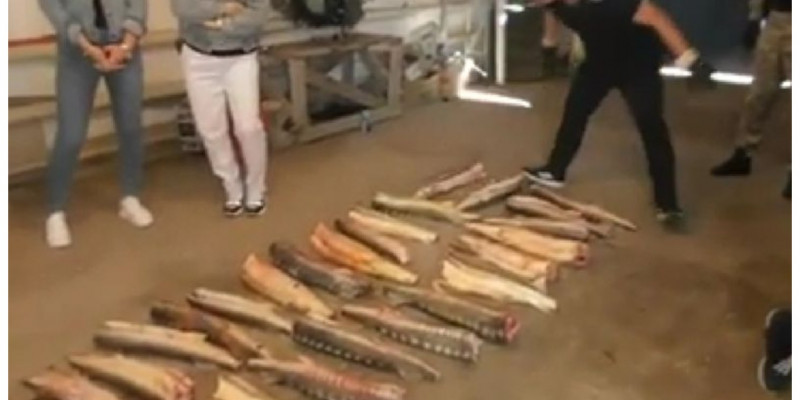 Заңсыз ауланған бекіре бір отбасын берекеден айырды