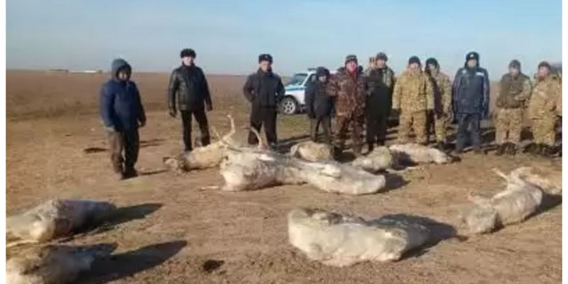 Батыс Қазақстанда 21 киік су бетінде мұз болып қатып қалған (ВИДЕО)