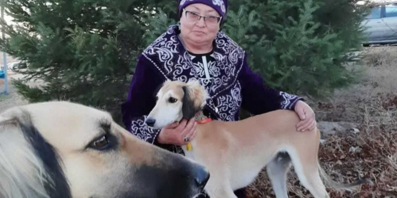 Қазақ тазысын қалай әлемдік брендке айналдырамыз?