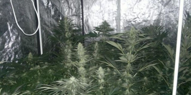 Көпқабатты үйдің шатырында есірткі өсірген азамат ұсталды