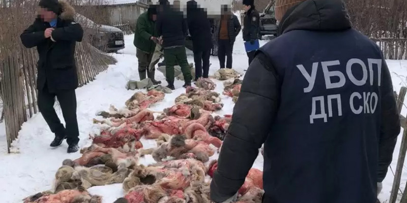 Петропавлда 50-ден астам елікті заңсыз атқандар ұсталды