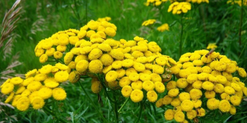 Ғалымдар қартаюды бәсеңдететін өсімдікті анықтады