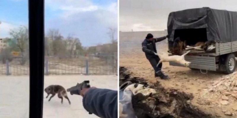 Иттерді аяусыз атқан азаматтардың видеосы тарады (ВИДЕО)