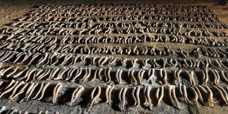 500-ден астам киік мүйізін сатып алған маңғыстаулық 7 жылға сотталды