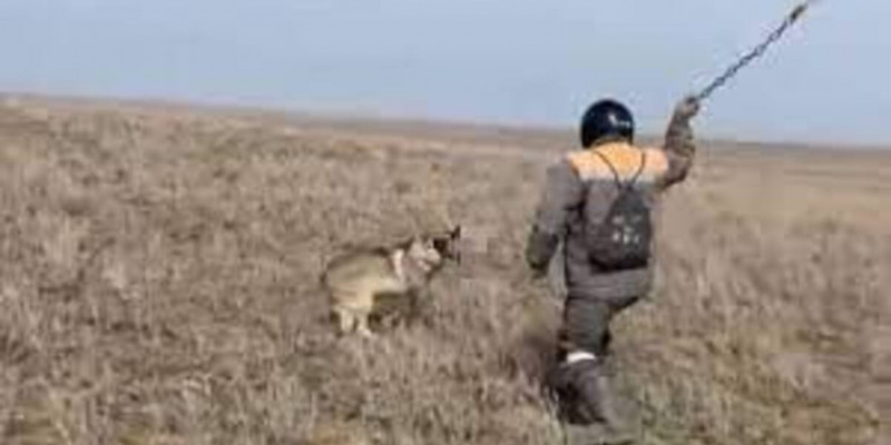 Қасқырды шынжырмен ұрып өлтірген азаматтың үстінен қылмыстық іс қозғалды