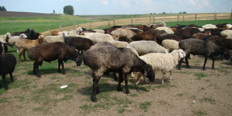 СҚО-да 7 жігіт бірнеше рет мал ұрлады деген күдікке ілінді