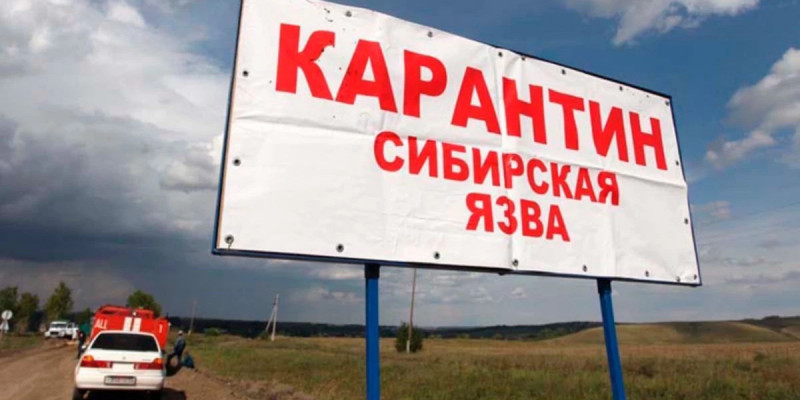 Ақмола облысында сібір жарасын жұқтырғандар көбейді