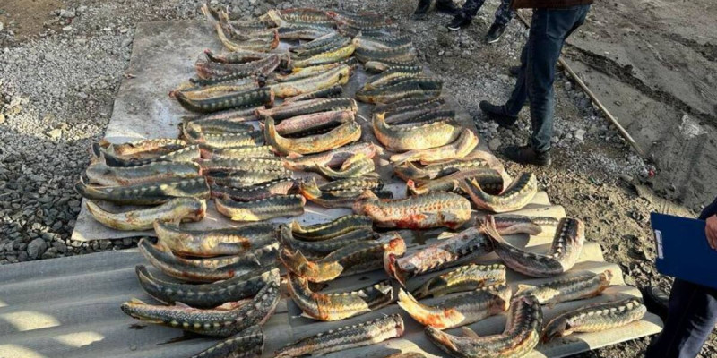 Атырауда 300 келіге жуық бекірені заңсыз саудаламақ болған тұрғын ұсталды