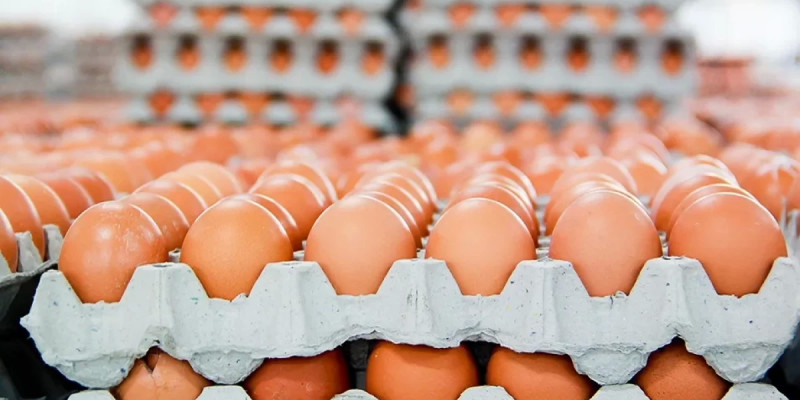 Елімізде құс еті мен жұмыртқа қымбаттауы мүмкін