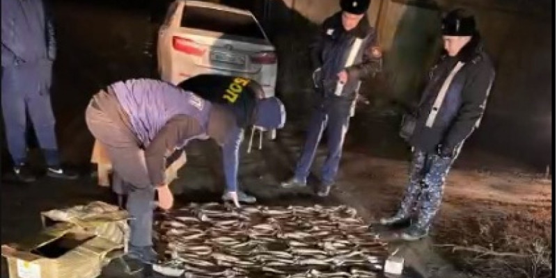 2 млрд теңге: Павлодар облысында тұрғынның үйінен киік мүйіздері табылды