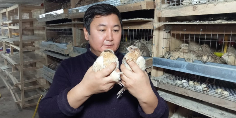 Бөдене бизнесі: Дәстүрлі әнші жұмыртқаны ән айтып жүріп жинайды (ВИДЕО)