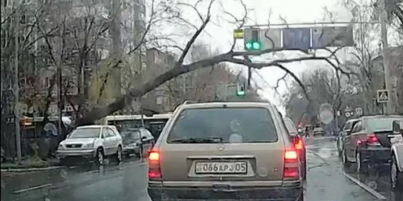 Алматыда үлкен ағаш құлап, жолды жауып қалды (ВИДЕО)