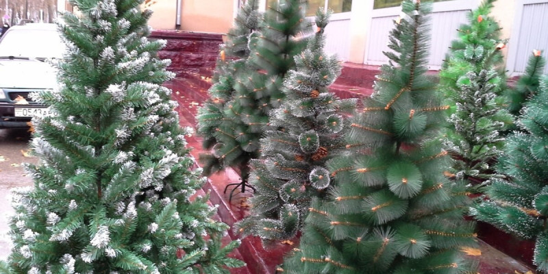 Ақтөбелік тұрғын арзан бағада шырша аламын деп алаяққа алданып қалған