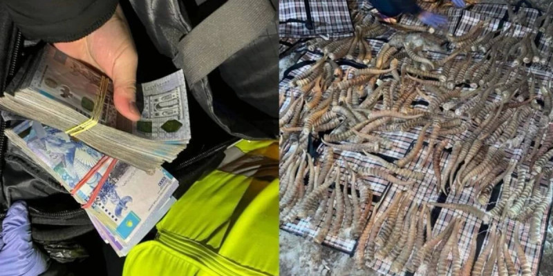 Қостанай облысында шетелдіктен 2 млрд теңгелік киік мүйізі тәркіленді