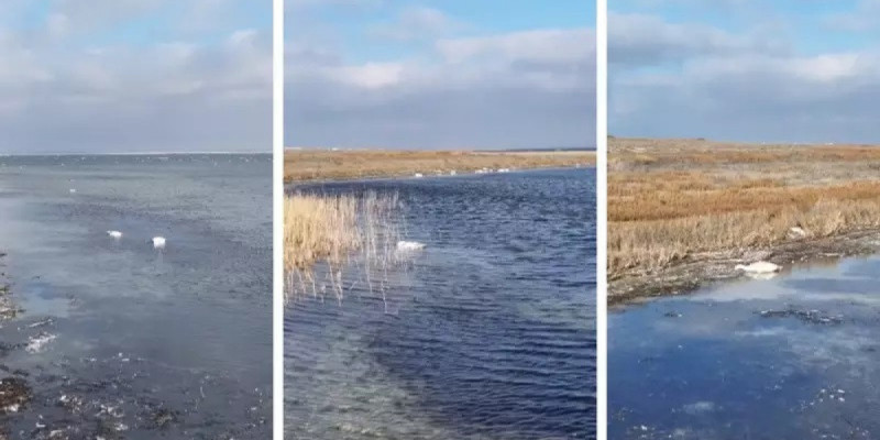 Ақтауда аққулардың қырылуына қатысты әкімшілік істер қозғалды