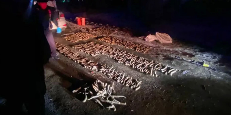 Оралда браконьерден 600 киік мүйізі тәркіленді