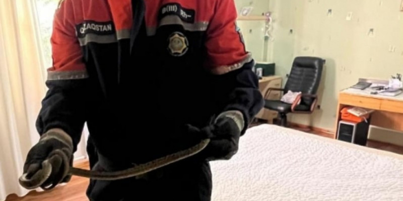 Қарағанды облысында жылан пәтерге кіріп кеткен