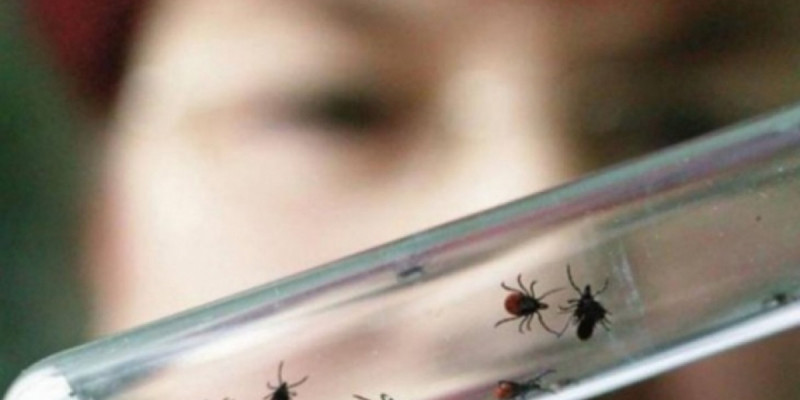 Өскеменде бір адам боррелиоз ауруына шалдықты