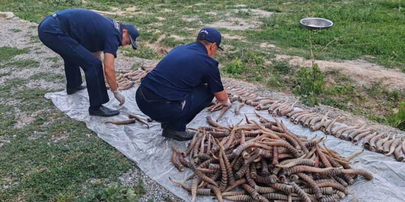 1,2 млрд теңге шығын: Жетісу облысында ақбөкен мүйізін заңсыз сақтаған күдікті ұсталды