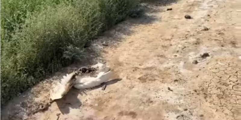 Атырау қаласының сыртында құстар қырылып жатыр