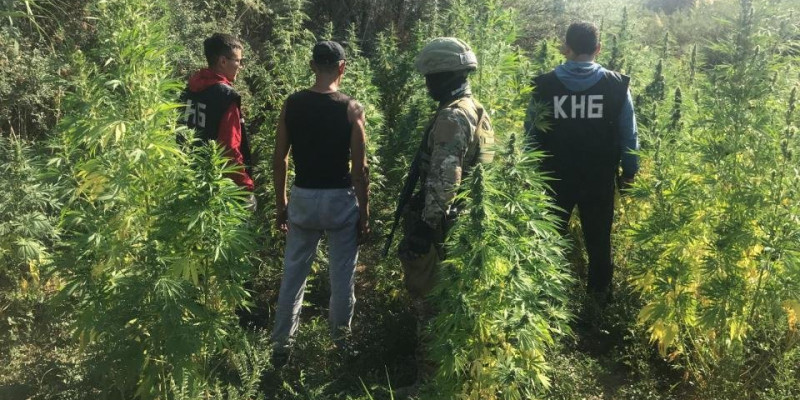Есірткі өсірген қылмыстық топтың 22 белсенді мүшесі ұсталды