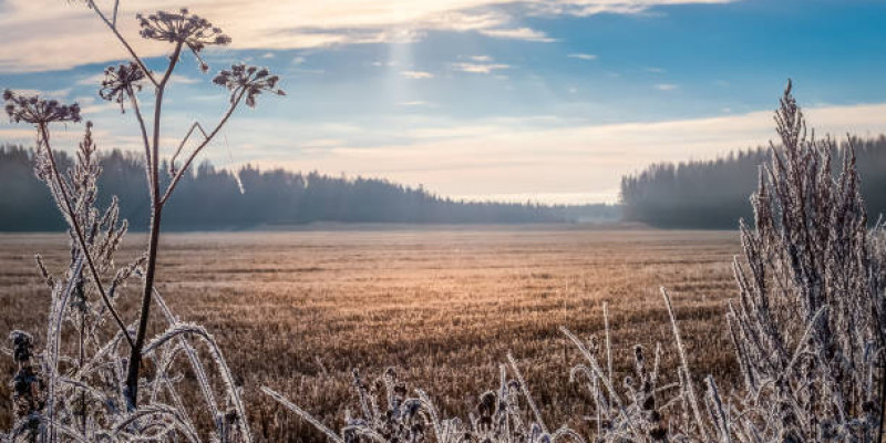 Жұма күні бірнеше өңірде үсік жүреді