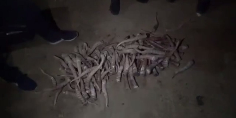 Ақтөбе облысында шопандардан 300 астам ақбөкен мүйізі тәркіленді