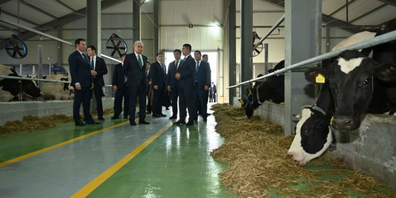 Мемлекет басшысы «Бөрте Милка» тауарлы сүт фермасымен танысты