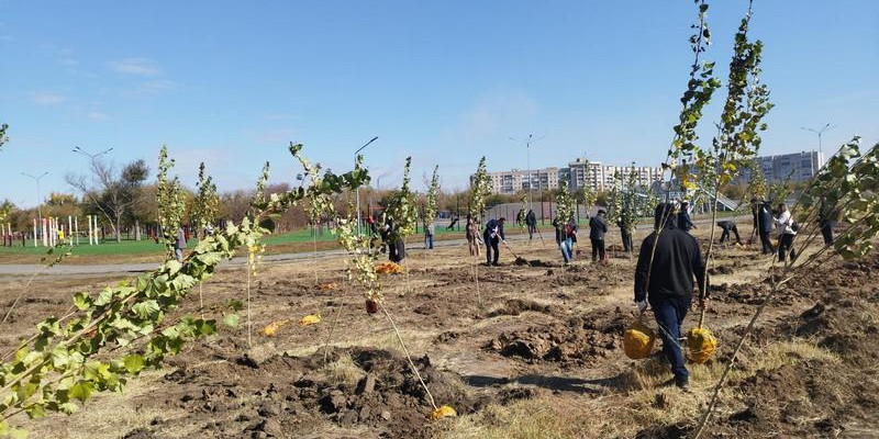 Қарағандыда бір күнде 1 000 терек егілді