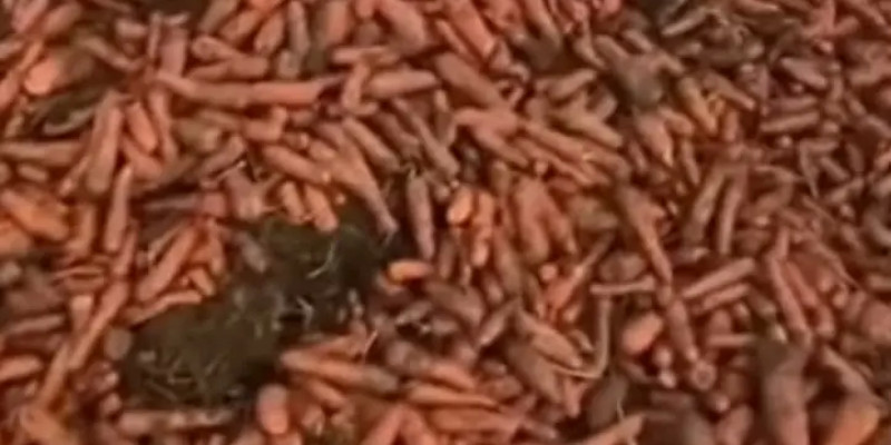 Павлодар облысында сәбіз бен картоп далада шашылып жатыр