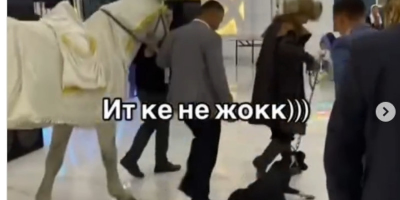 Тойда ат жетектеп, итті сүйреп шыққандар көпшіліктің сынына қалды