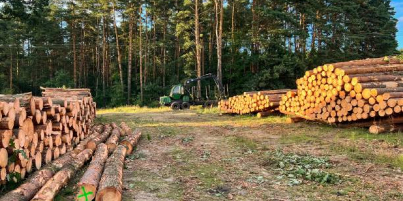 Қостанайда орман шаруашылығы басшысы 21 млрд теңге төлеуге міндеттелді