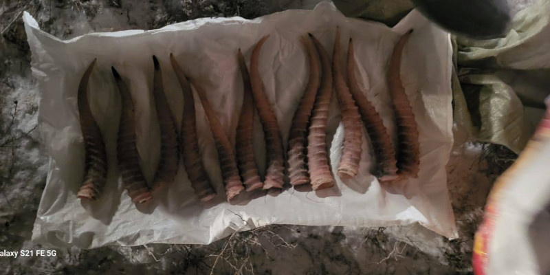 Қармақшы ауданында браконьердің көлігінен 12 қап киік мүйізі табылды