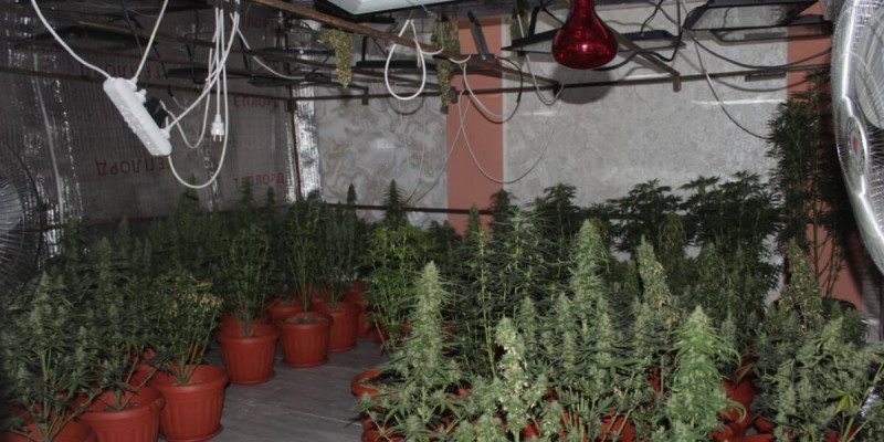 Қызылорда облысында есірткі өсіретін фитозертхананың жұмысы тоқтатылды