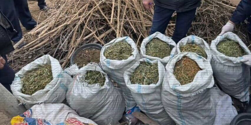 Түркістан тұрғыны үйінде есірткі өсірген