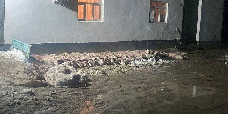 Қызылорда облысында 120-дан астам киікті атқан тұрғындар ұсталды