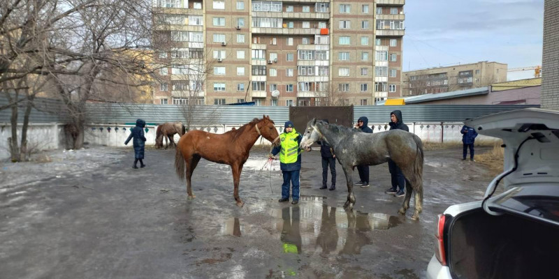 Семейде жолға шығып кеткен жылқылардың иесі жауапқа тартылды