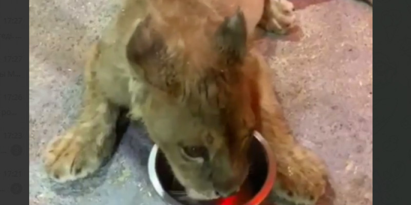 Астанада автокөлік орталығынан арыстанның күшігі табылды