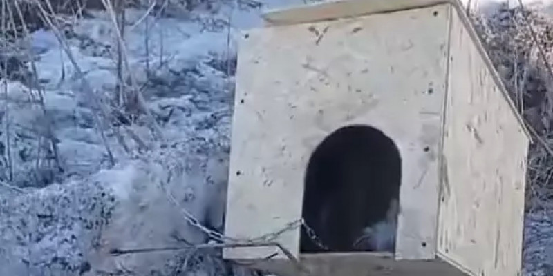 ШҚО-да белгісіз біреулер байлаулы тұрған күшікті өртеп жіберген
