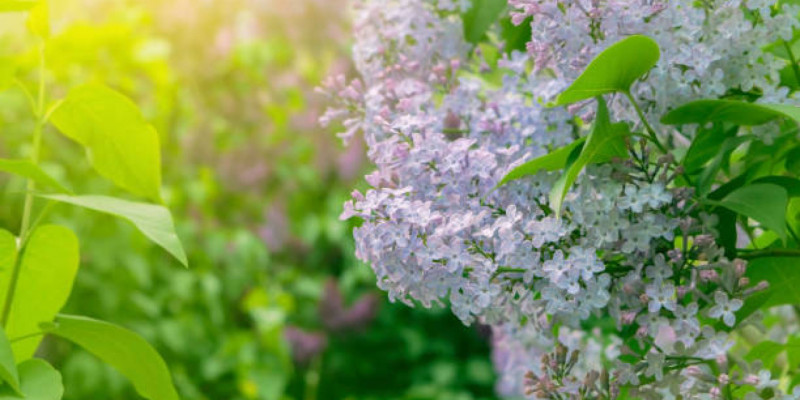 27 градус ыстық: Алдағы күндері ауа райы қандай болады