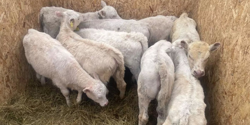 Солтүстік Қазақстанда жұмыс берушінің 50 бас малын ұрлағандар ұсталды