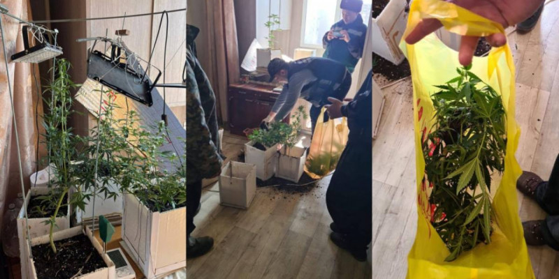 Шығыс Қазақстан тұрғыны үйінде есірткі өсірген