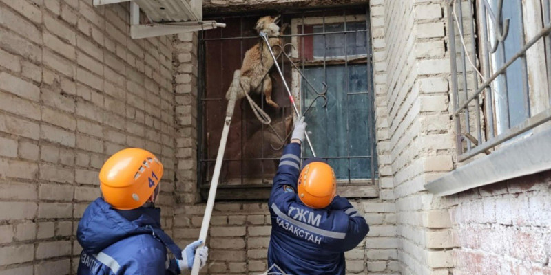 Оралда тұрғын үйдің терезесіне түлкі кептеліп қалған