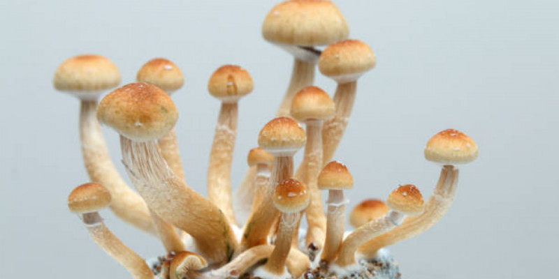 "Саңырауқұлақтан": 21 жастағы жігіт өз көзіне өзі қарындаш сұғып қаза тапқан