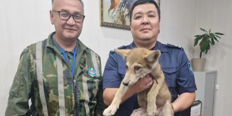 400 мың теңгеге қасқырдың бөлтірігін сатпақ болған адам ұсталды