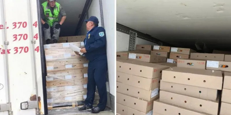 Ресейден Қазақстанға заңсыз 5 тонна шошқа еті өткізілмек болған