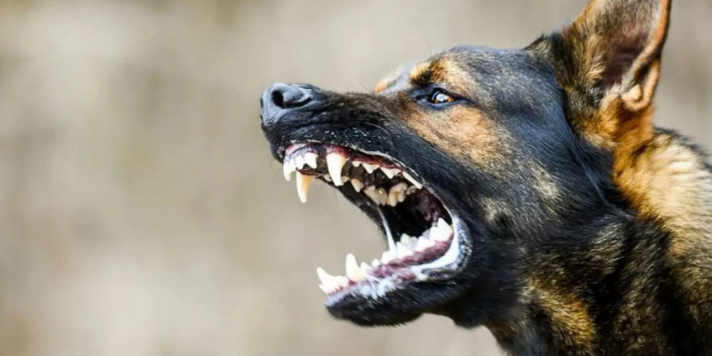 Полиция қабаған иттің шабуылын тоқтатқан тұрғынға қатысты мәлімдеме жасады