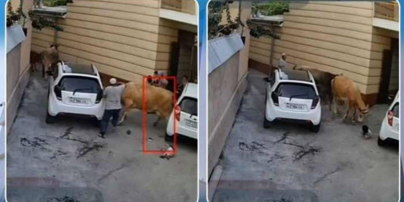 Сиыр анасы мен баласын таптап тастаған