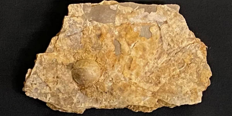 Турист әйел 100 миллион жылдық бағалы інжу тауып алған