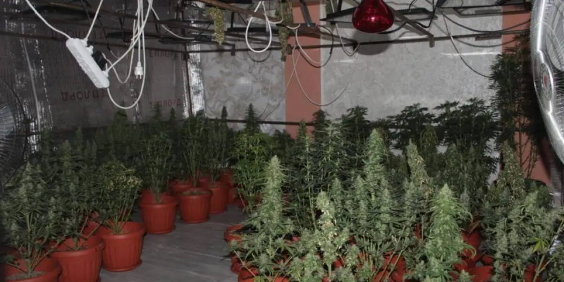 Қызылордада үй жағдайында есірткі өсірген 5 фитозертхана анықталды
